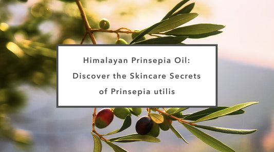 Himalayan Prinsepia Oil: Discover the Skincare Secrets of Prinsepia utilis