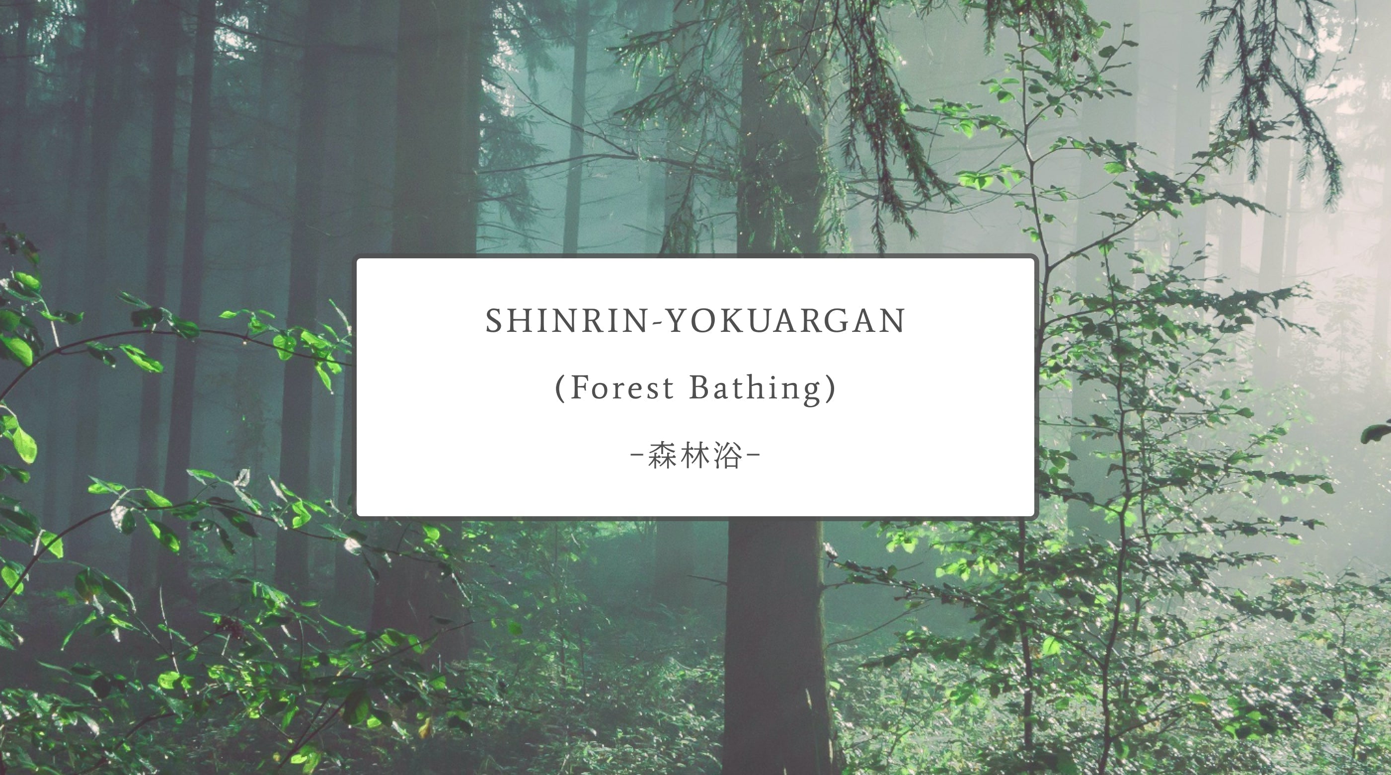 Shing Rin Discover the Healing Power of Forest Bathing (Shinrin Yoku) for Mind ...
